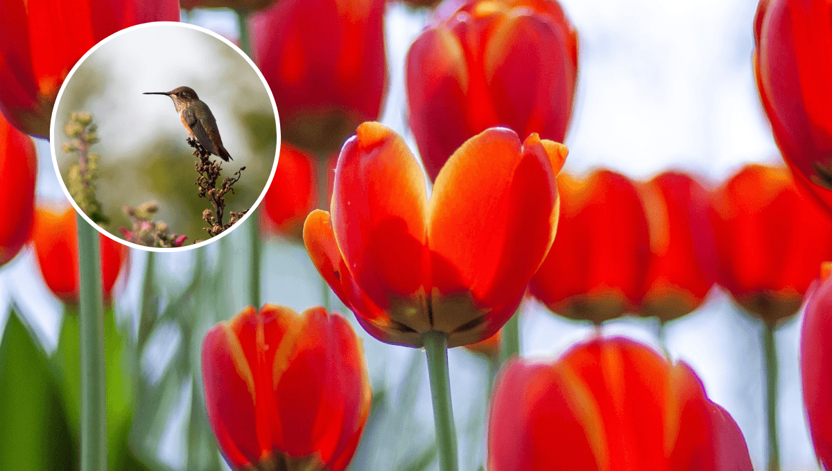 5 flores rojas y lindas para atraer colibríes al jardín