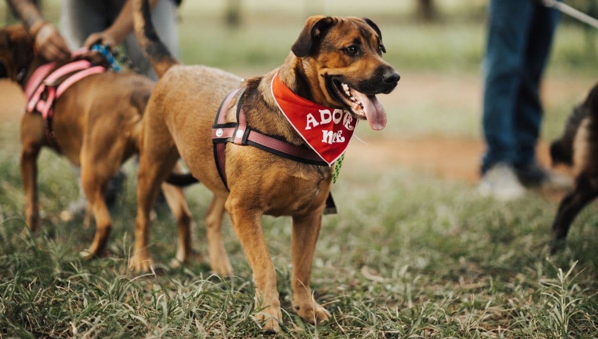 ¡Peluda diversión! Así es el primer parque para mascotas en México