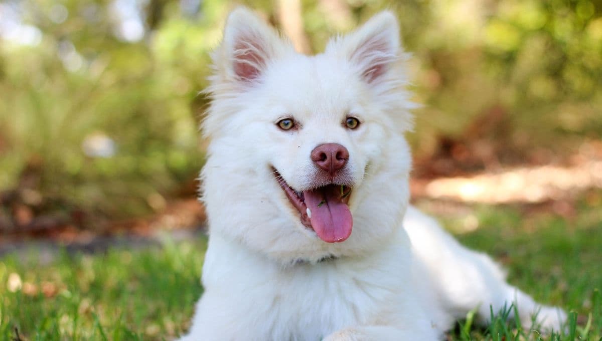 Cómo fortalecer las patas traseras de un perro