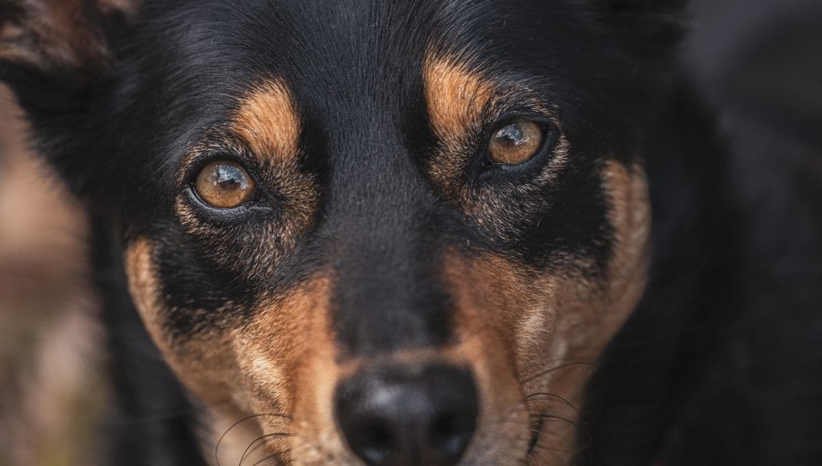 Síntomas para saber si tu perro tiene una infección en el ojo