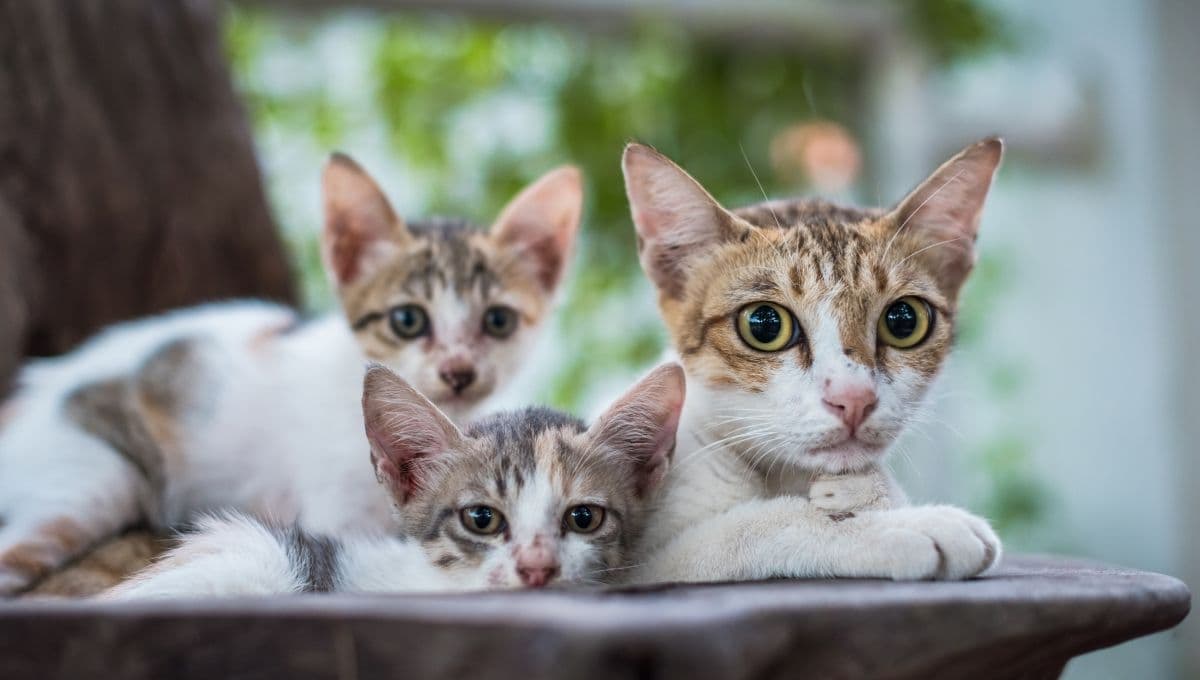 ¿Cuándo se pueden separar los gatos de la madre?