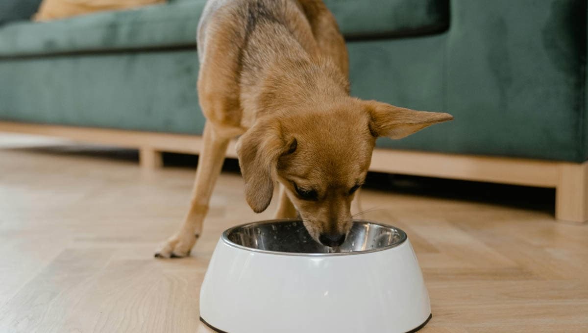 Qué es mejor para un perro ¿papas o arroz?