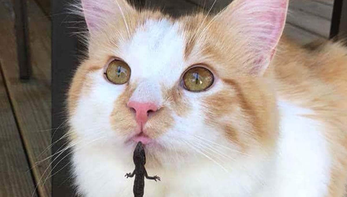 Mi gato se comió una lagartija ¿qué hago?