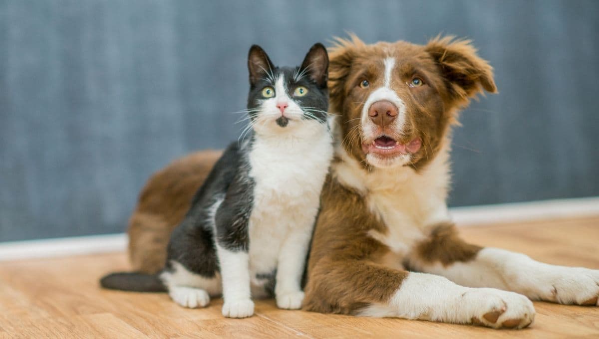 Lugares dónde esterilizar a tu mascota de forma gratuita en la CDMX