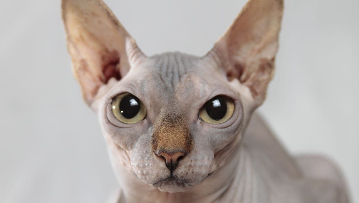 Tips para bañar a un gato egipcio