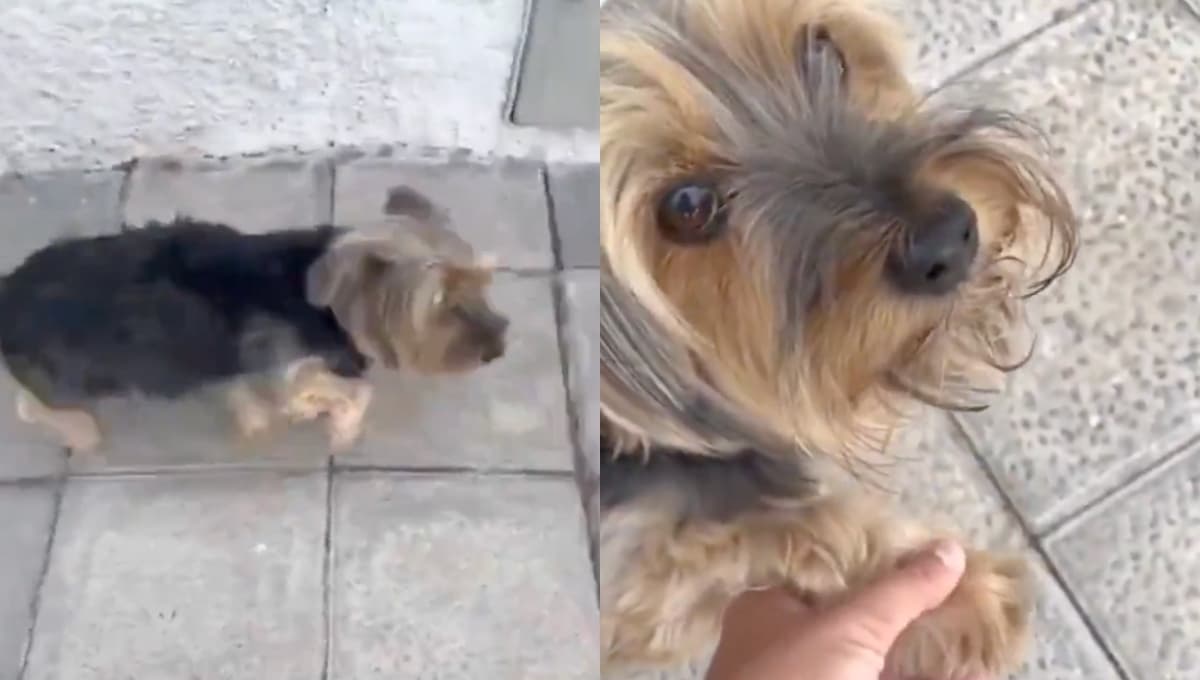 Perrito finge estar lastimado de su patita para que lo acaricien | VIDEO
