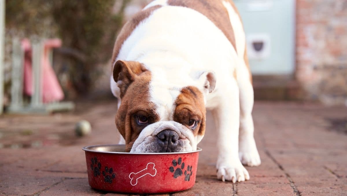 Las 5 croquetas mexicanas que tienen excelente calidad para tus perritos