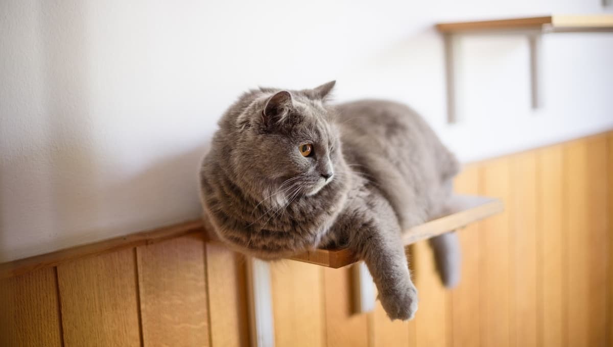 5 ideas de circuitos para gatos en departamentos pequeños