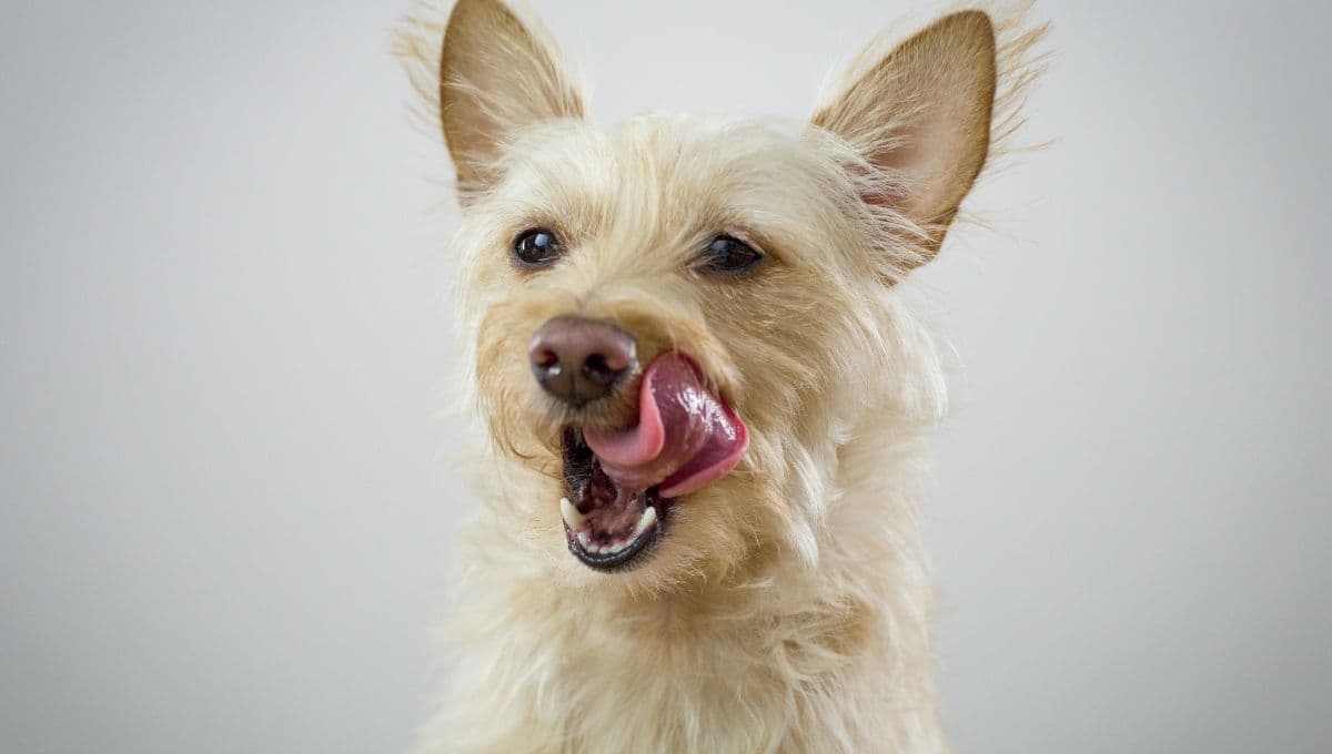 Mi perro se comió un chicle, ¿qué hago?