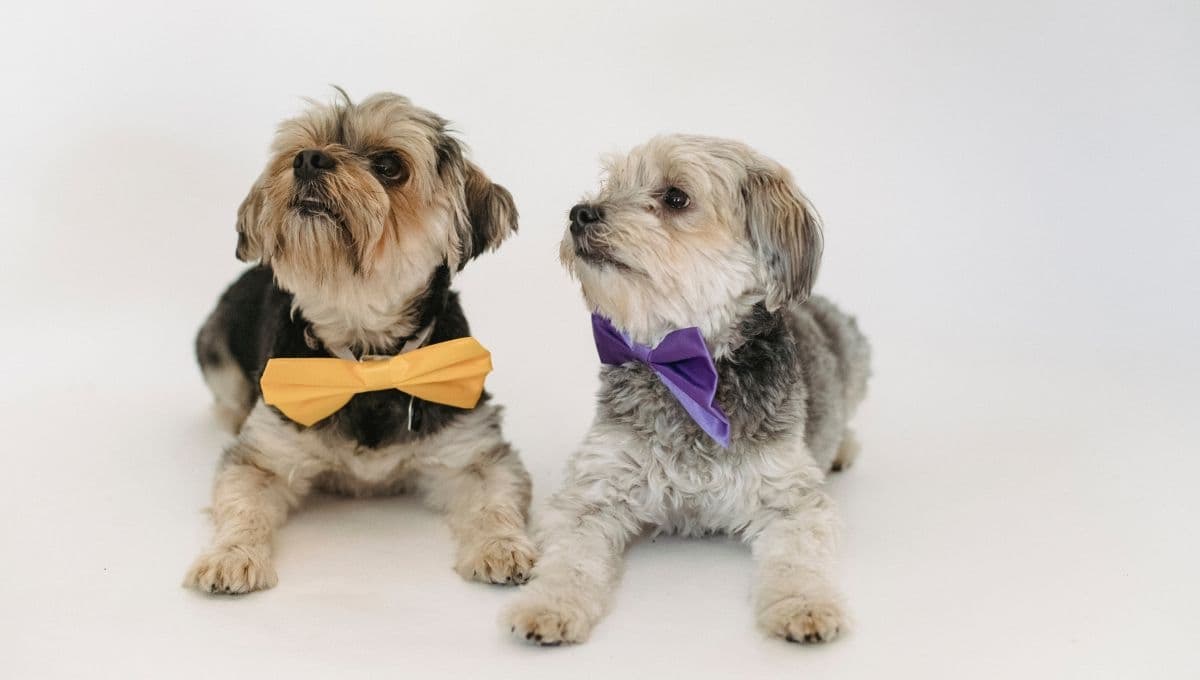 ¿Regalar mascotas en San Valentín? Expertos revela por qué no deberías hacerlo