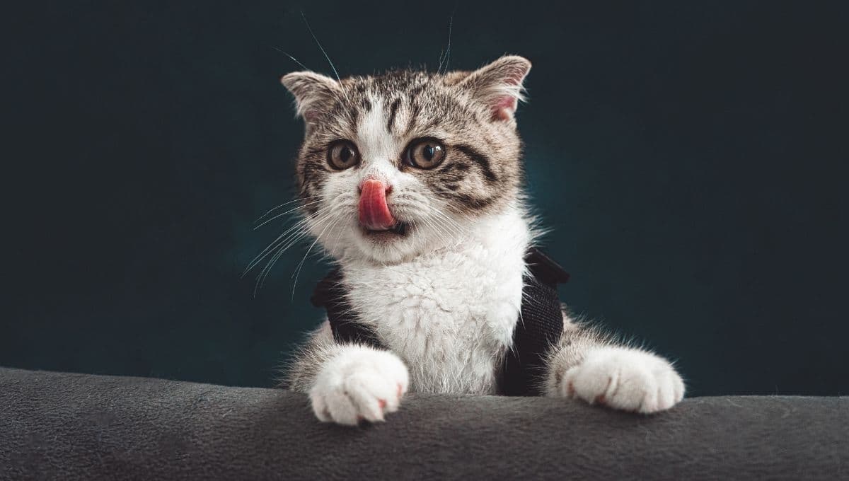Si tu gato se come la arena, esto debes saber