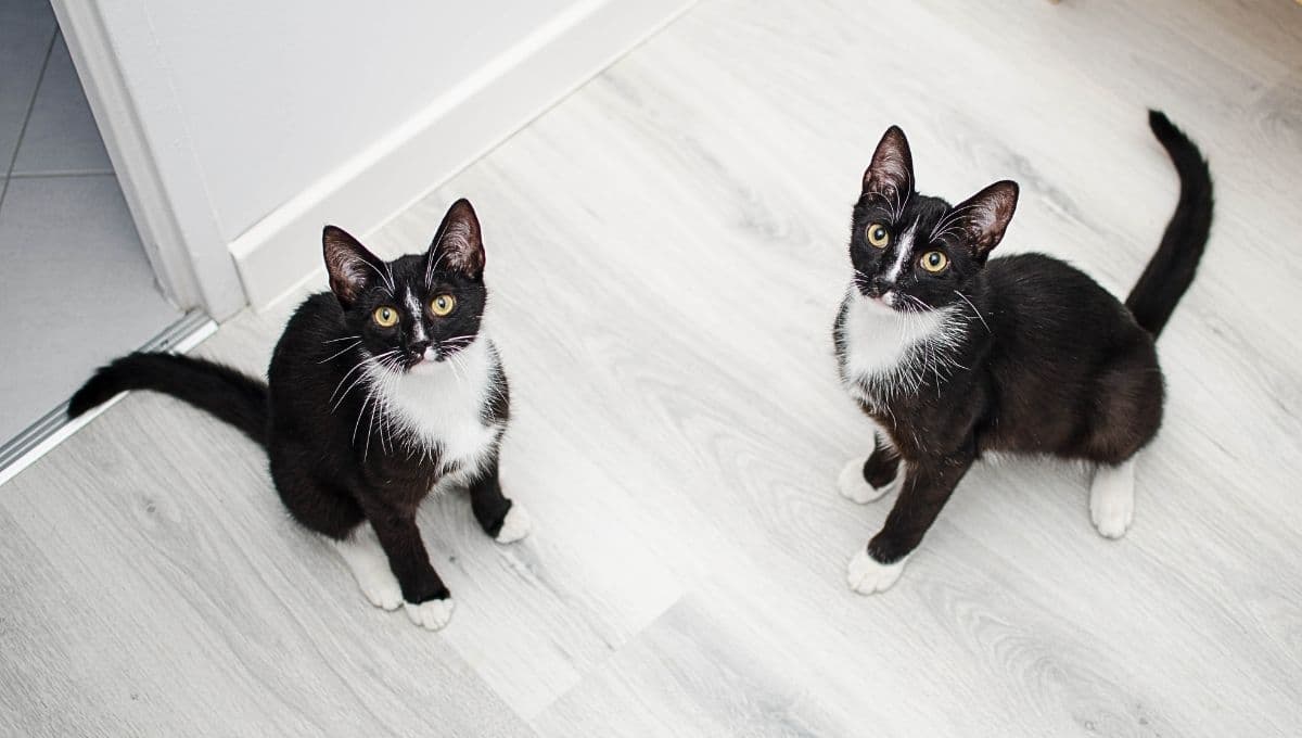 Estudio revela cuál es la forma correcta para llamar a tu gato