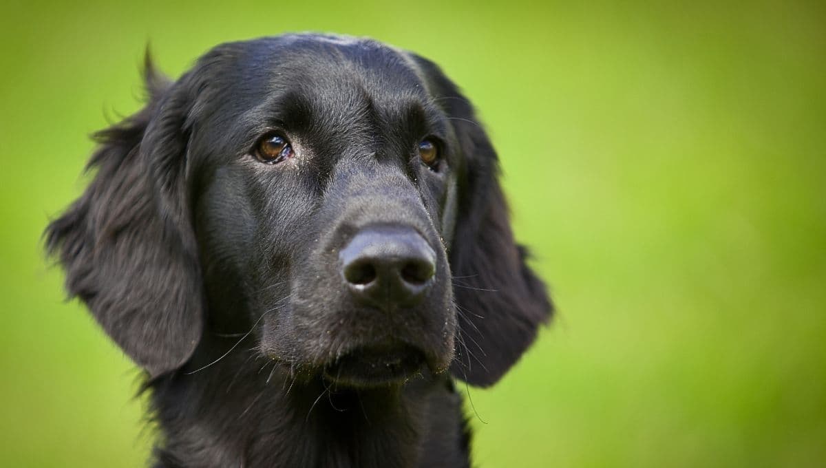 ¿Mal olor en tu mascota? Así puedes solucionarlo, según los expertos