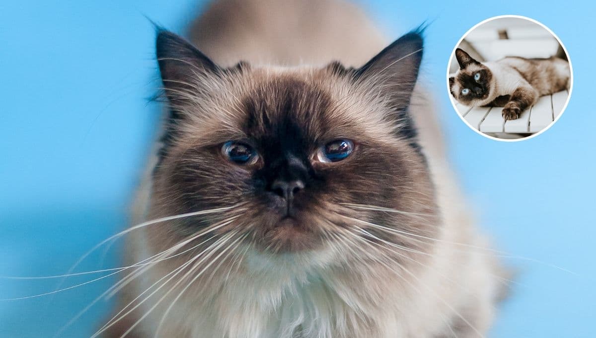 TEST de sólo 5 preguntas para saber si mi gato es feliz