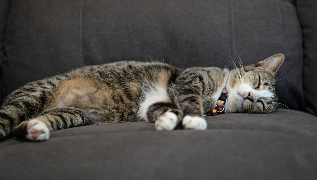 Razas de gatos mexicanos: 3 especies más comunes y que seguro has tenido como mascota
