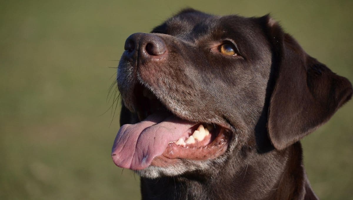 3 juegos con snacks para tus perritos
