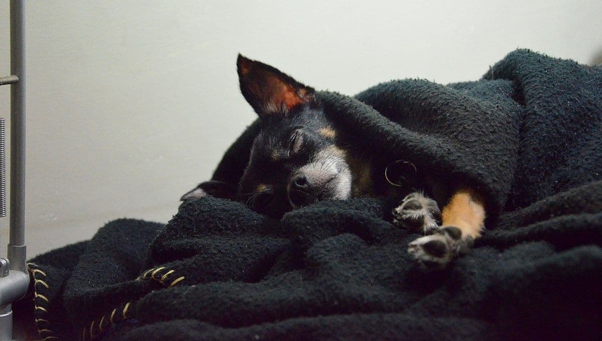 Experto revela cuáles son las enfermedades que más afectan a los perros en invierno