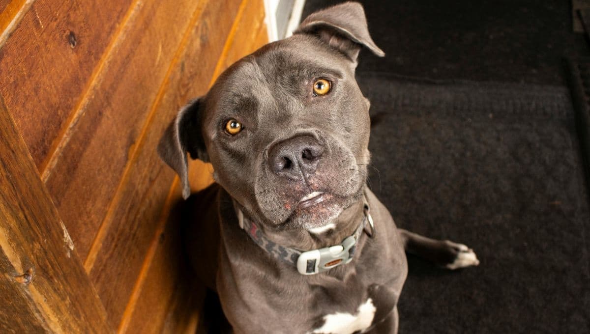 ¿Cuánto ejercicio debe tener un pitbull al día?