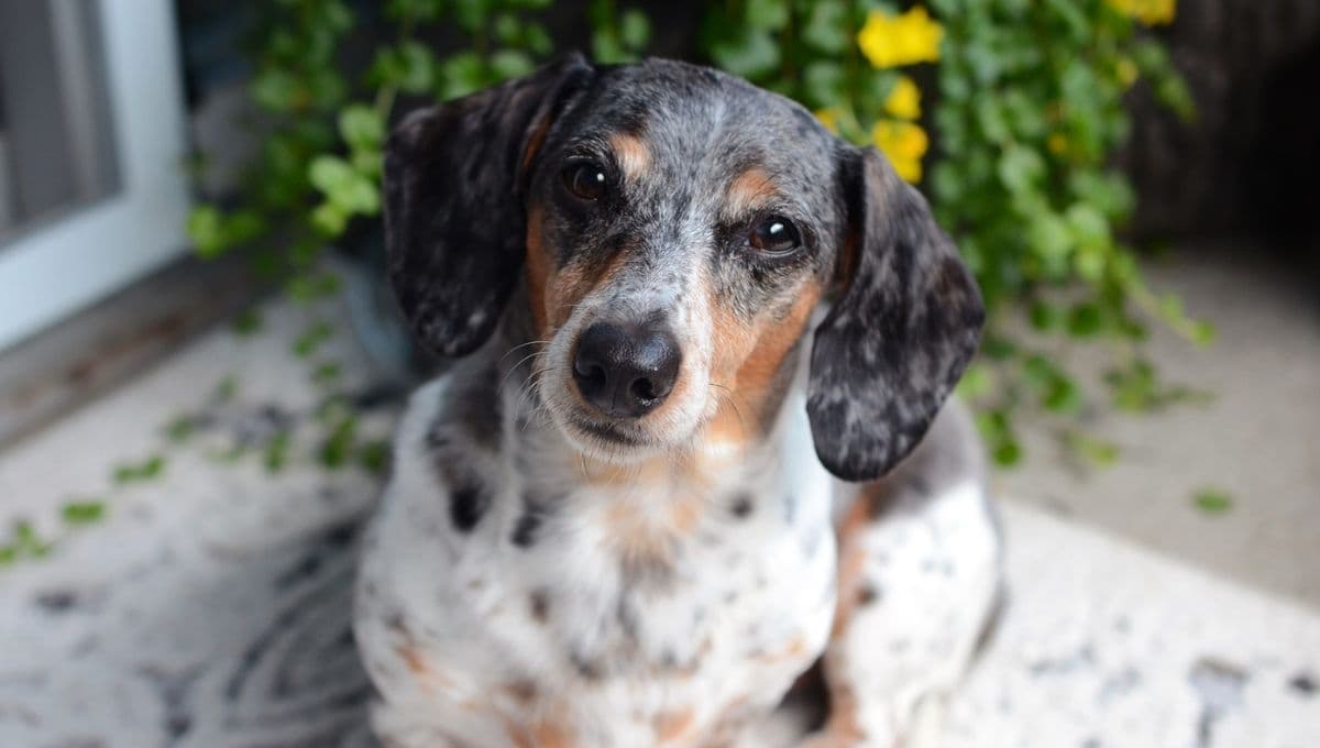 Cómo prevenir la ceguera en perros, 3 tips que te ayudarán