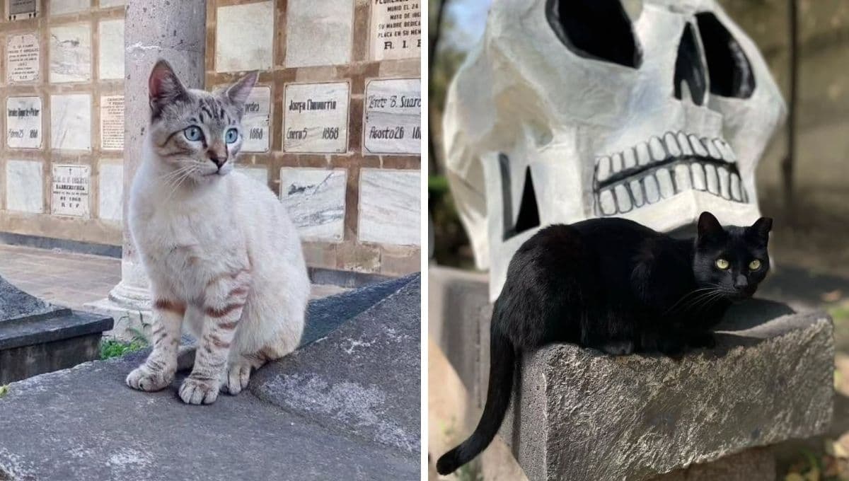 Catacumberitos del Panteón de San Fernando: ¿Cómo donar alimentos y artículos de cuidado para los gatitos?