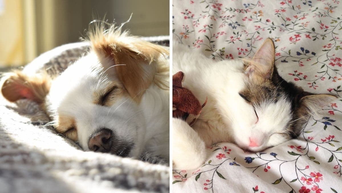 ¿Cómo y en qué sueñan los perros y gatos cuando duermen?