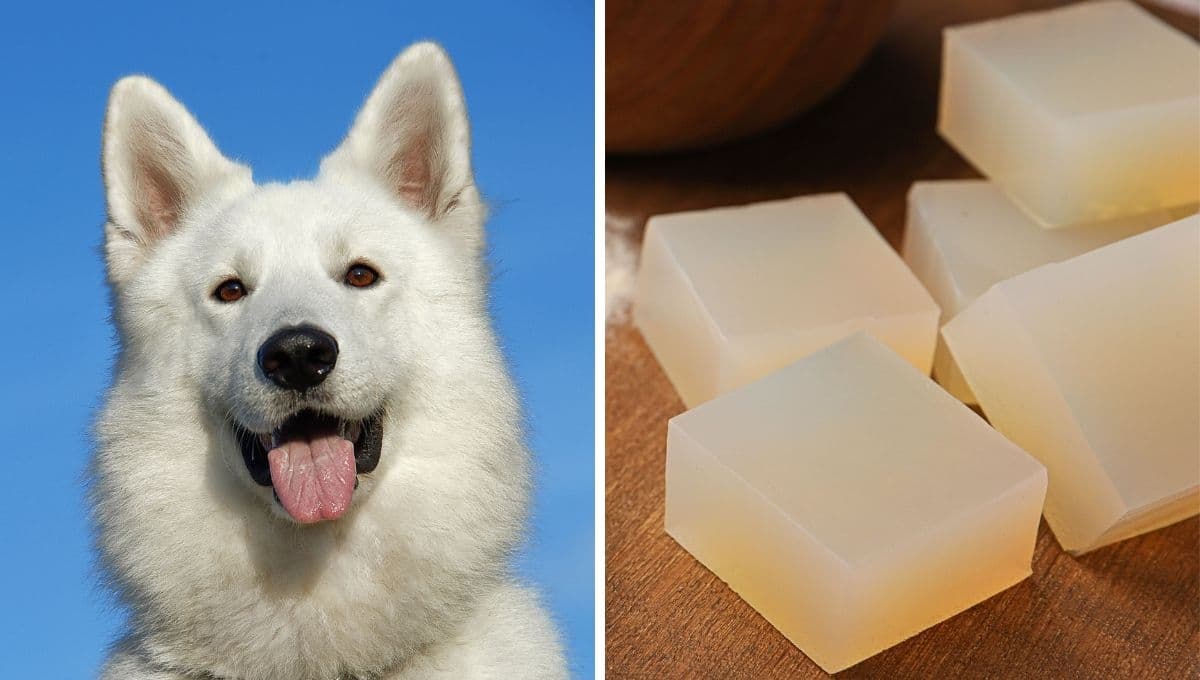 Receta de gelatina de pollo para perros