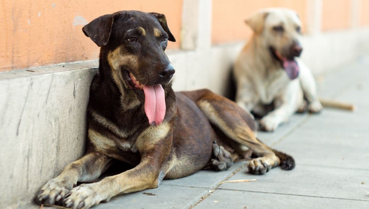 ¿Pooor? Familia recibe multa de más de 3 mil pesos por alimentar perros de la calle