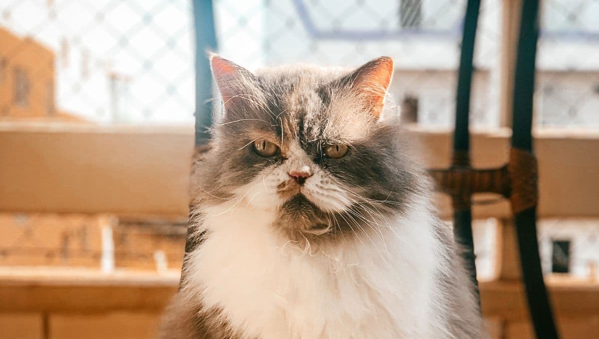 Veterinarios relevan las razas de gatos más difíciles de cuidar en casa