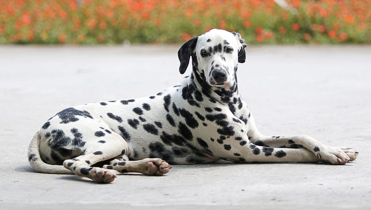 3 razones para darle hígado de pollo a tu perrito