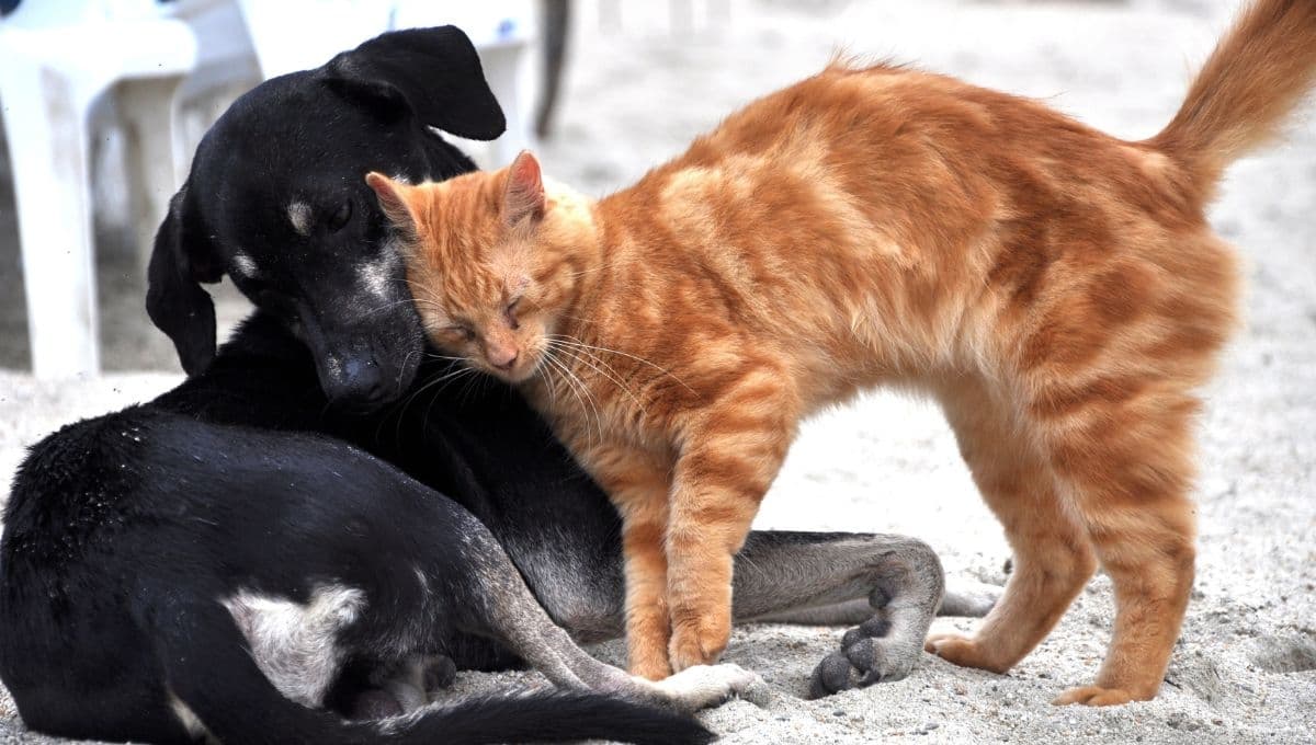 "Esteriliza a tu ex": CDMX lanza campaña para apoyar a gatos y perros de la calle