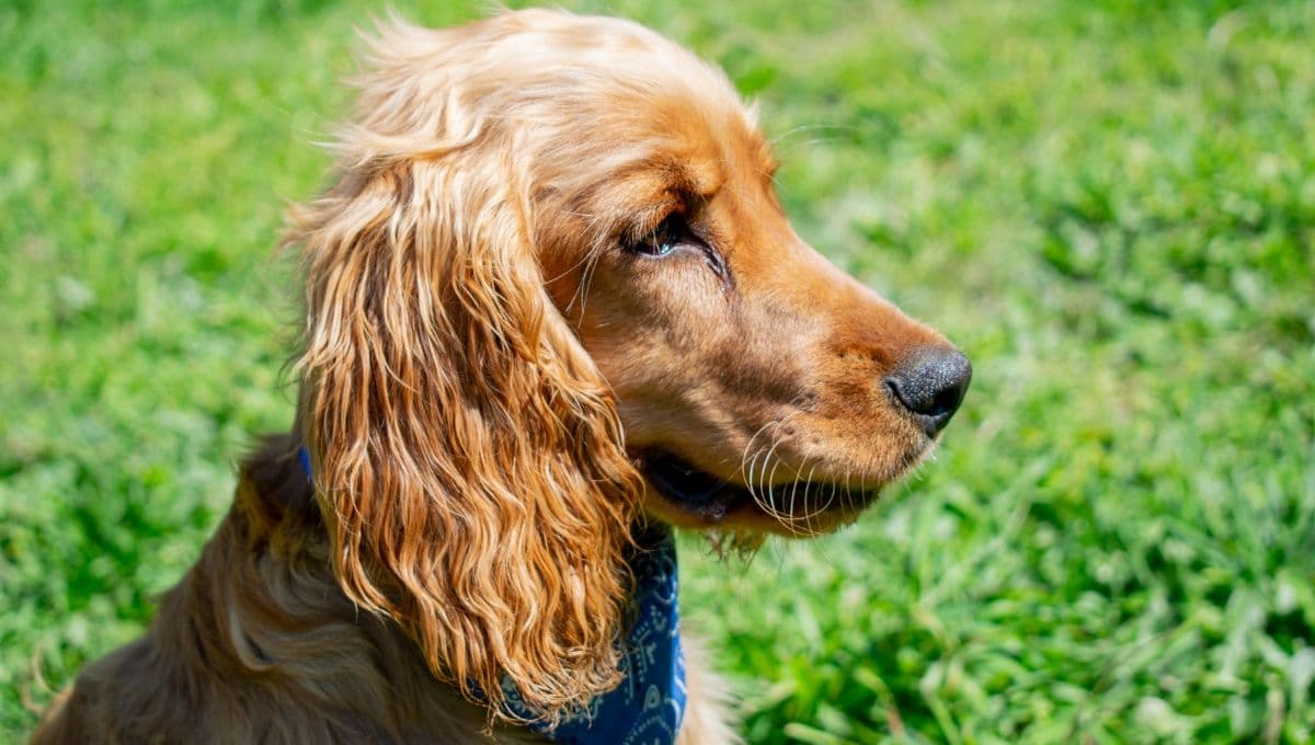 La forma correcta para limpiarle las orejas a un perro