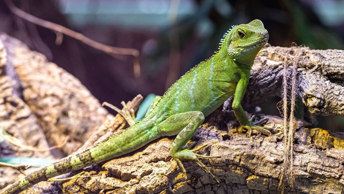 ¿Cómo bañar a mi iguana?