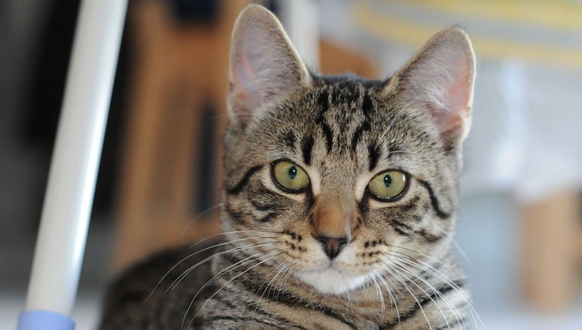 ¿Cómo saber si un gato tiene síndrome de down?