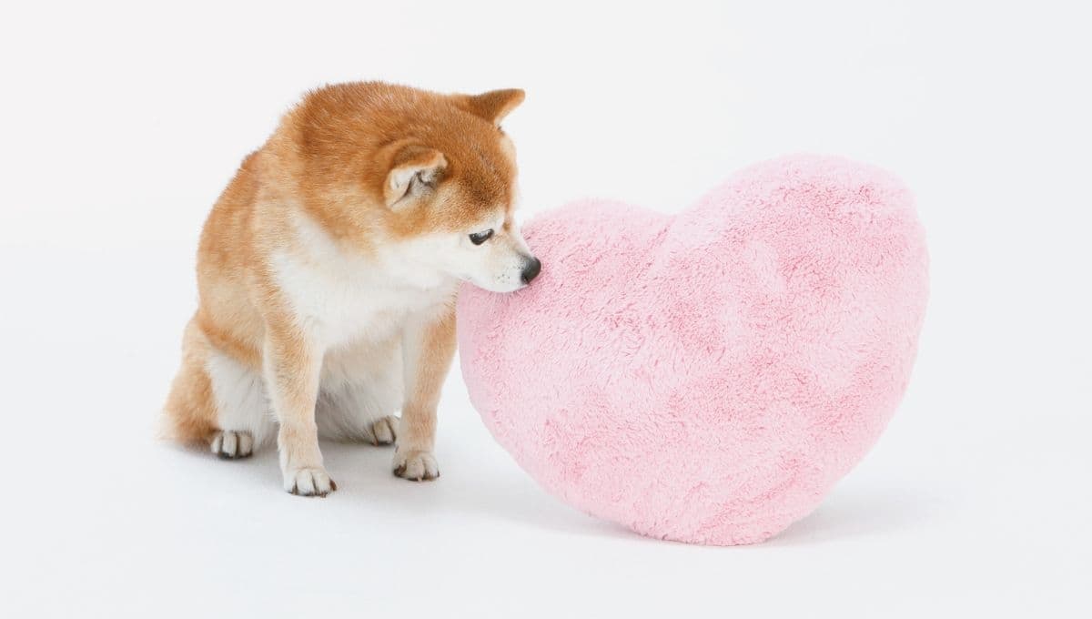 ¿Sin pareja en San Valentín? Policías lanzan la campaña "Adopta Amor" para este 14 de febrero