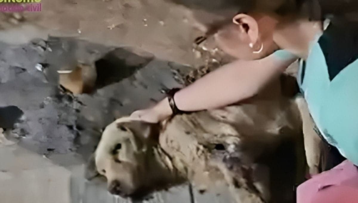 ¡Salvaje! Hombre agrede con una piedra a un perrito que dormía tranquilamente