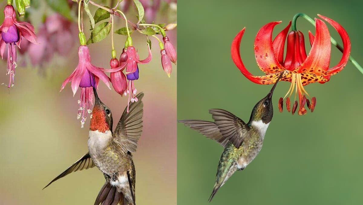¿Cuál es la planta que más le gusta al colibrí?