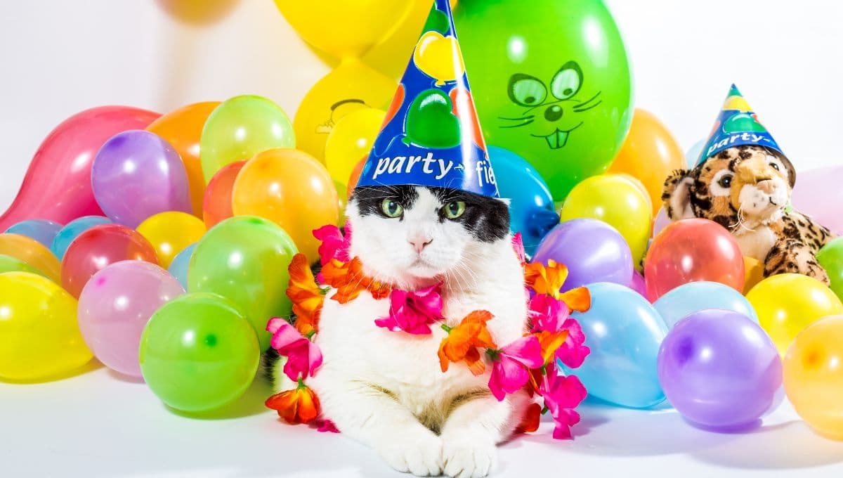 Mi gato se comió un globo ¿Qué hago?