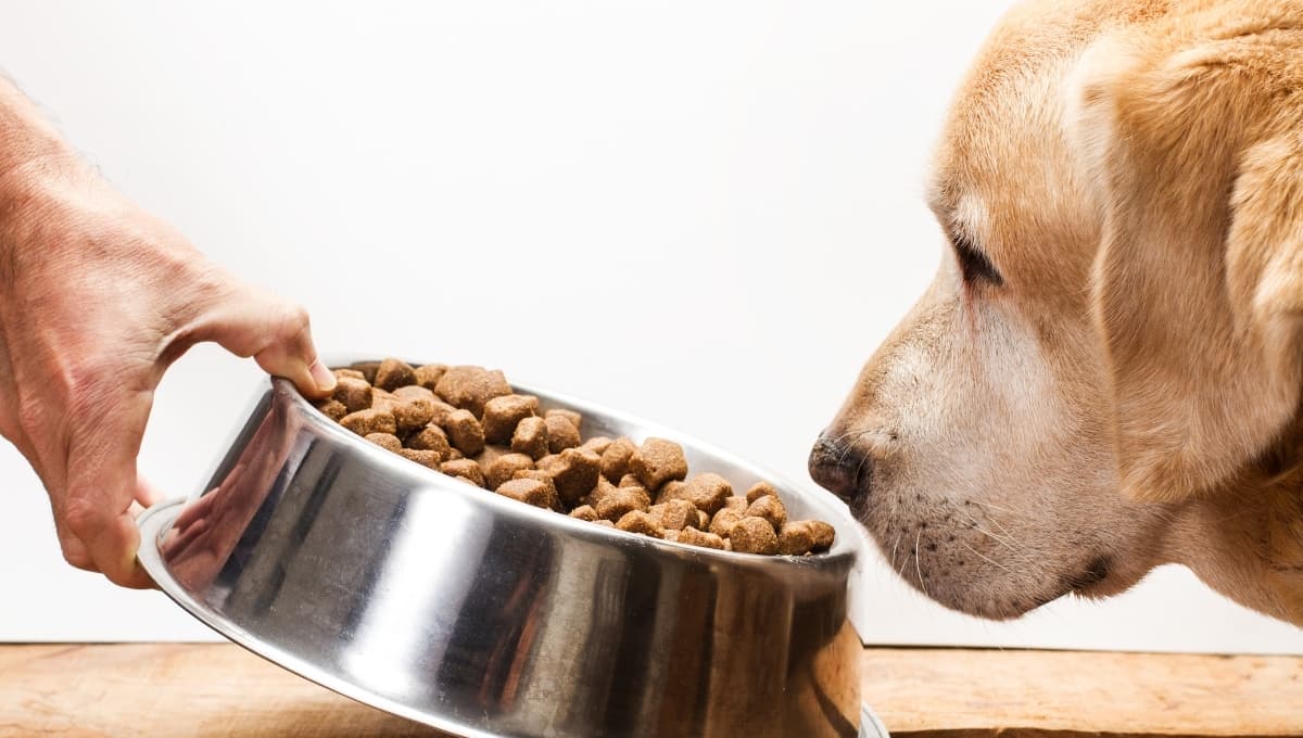 Qué hacer si tu perro come carne podrida