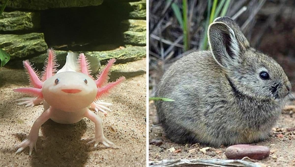 Descubre los cuatro animales endémicos de México