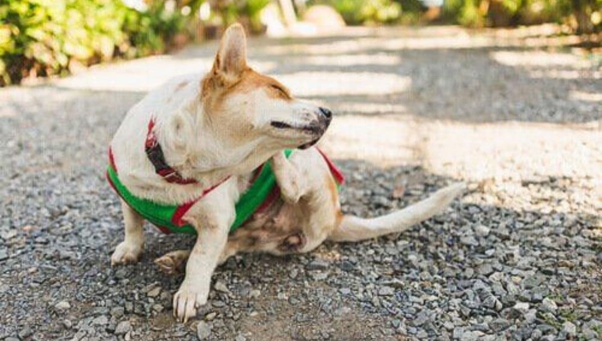 Las pulgas de mi perro, ¿pueden picar a los humanos?