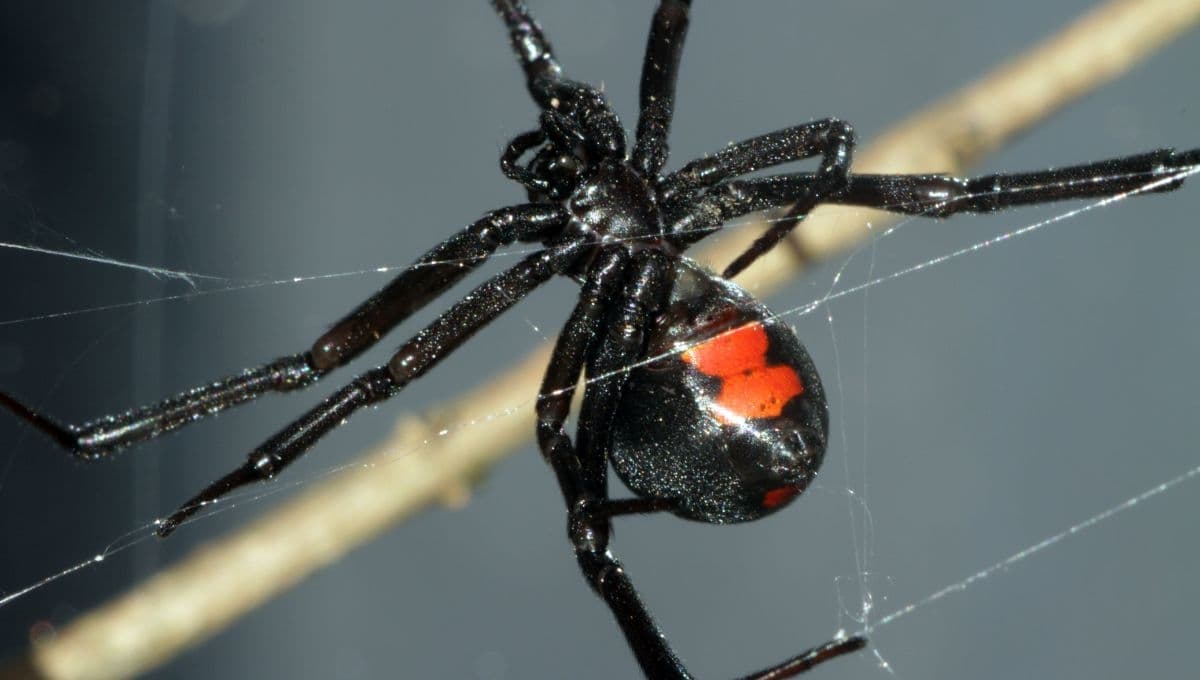 ¿Qué hacer si encuentro una viuda negra en mi casa?