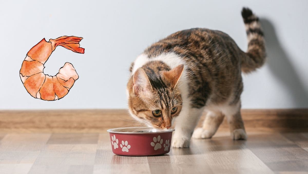 ¿Los gatos pueden comer camarón? Así les beneficia