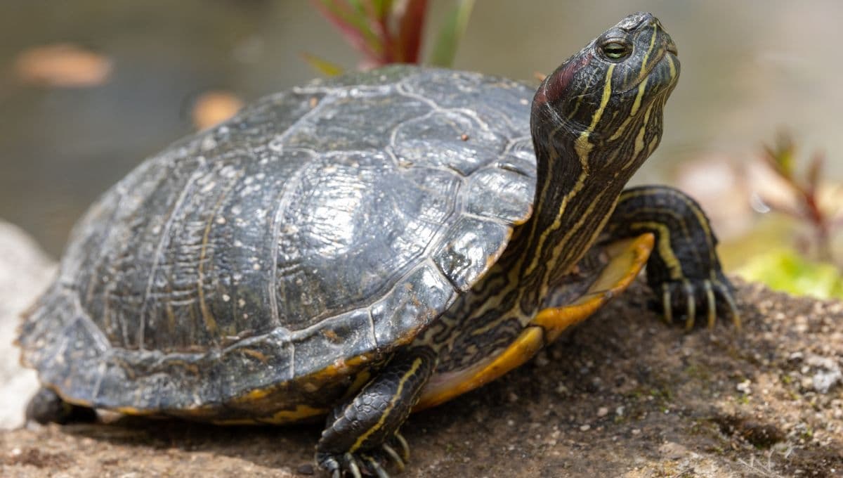 Mi tortuga se comió una piedra, ¿qué hago?