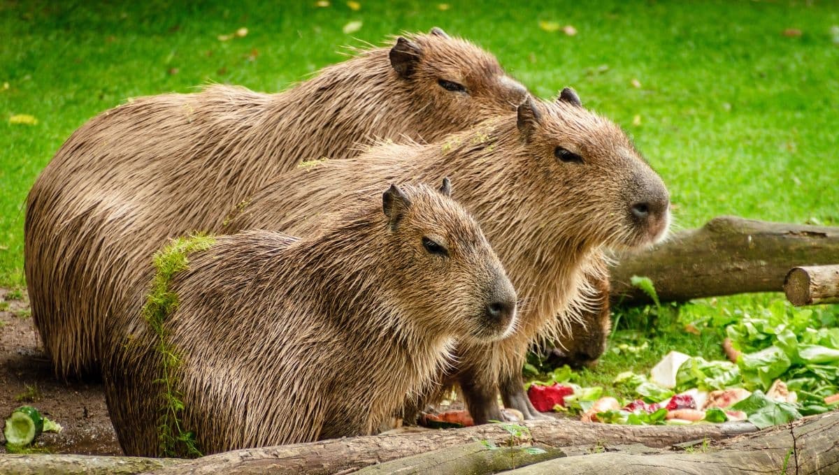 Capibaras invaden Argentina y vecinos ya no saben qué hacer para evitarlos
