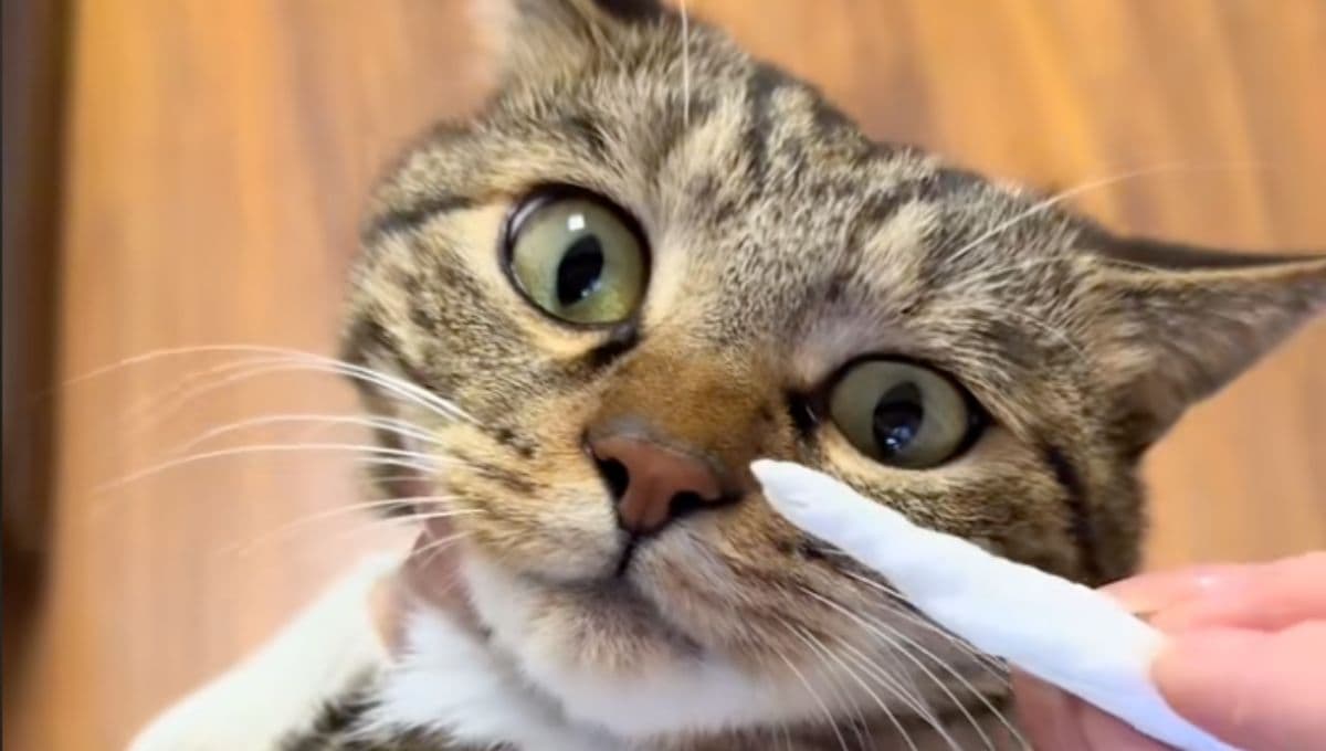 ¿Cómo sacarle los mocos a un gato? El truco con servilleta para limpiar su nariz
