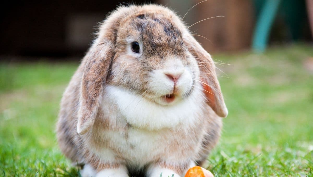 ¿Cómo jugar con un conejo? 3 ideas para entretenerlo y no se aburra