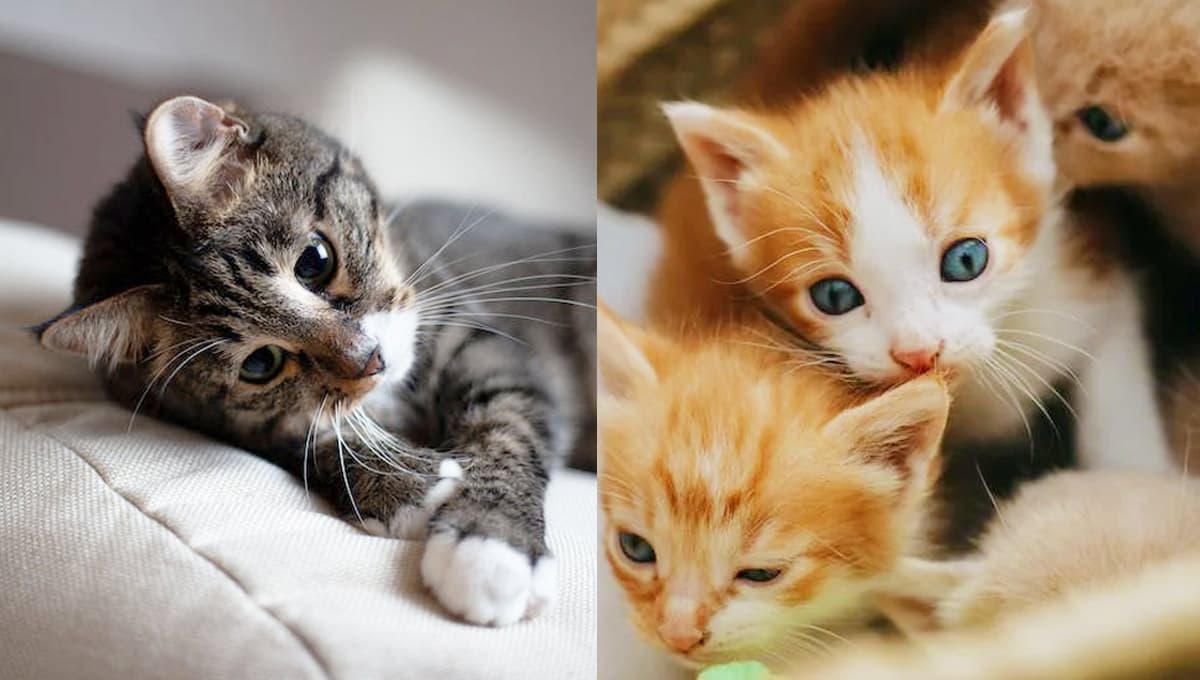 5 nombres para gatitas tiernas con significado espiritual