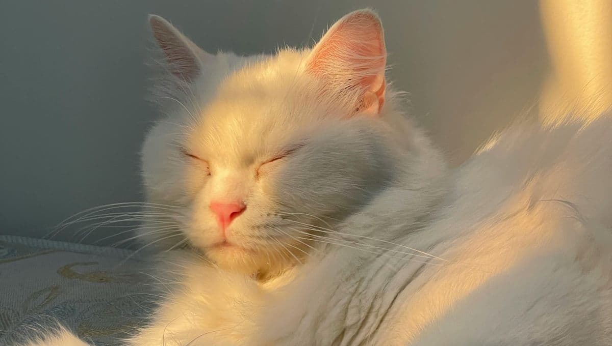 ¿Qué significa que mi gato me pegue con su cabeza?