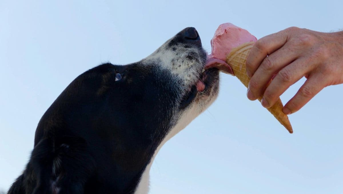 ¿Los perros pueden comer queso? esto les pasa si lo ingieren