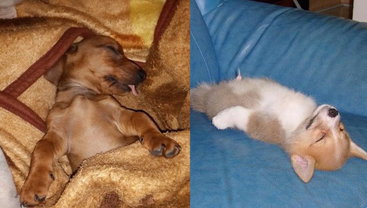 ¿Qué significa que un perro duerma boca arriba y por qué eso habla bien de ti?